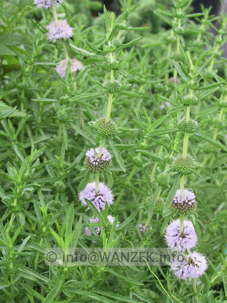 Mentha cervinia ---(Preslia).jpg